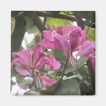 Aimant pourpre de fleur