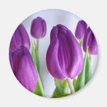 Aimant pourpre de réfrigérateur de tulipes