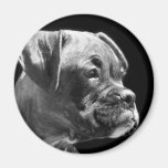 Aimant rond de chiot de boxeur
