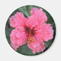 Aimant rose de ketmie