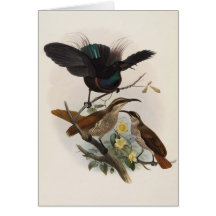 Alberti de Ptiloris - Fusil-Oiseau de prince Alber Carte De Vœux