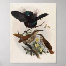 Alberti de Ptiloris - Fusil-Oiseau de prince Alber Affiche