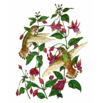 Allans Kolibri mit Fuschia