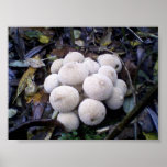 Allgemeines Puffball-Lykoperdon perlatum Poster