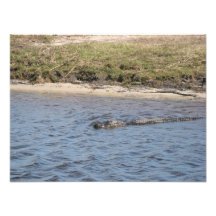 Alligator dans la photo de l'eau
