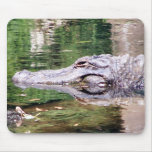 Alligator in Bewegung Mousepads