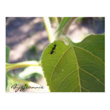 Ameise auf Blatt Postkarte