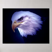 Amerikaner Eagles - Weißkopfseeadler-Plakat-Drucke