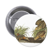 Amerikanische Waldschnepfe, Druck Johns Audubon Buttons