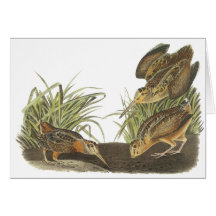 Amerikanische Waldschnepfe, Druck Johns Audubon Karten
