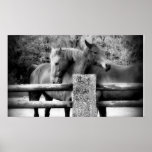 Amour de cheval ! Étreindre de deux chevaux Posters
