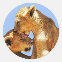 Amour de lions de bébé adhésif rond