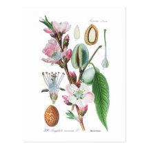 Amygdalus communis (Mandel) Postkarten