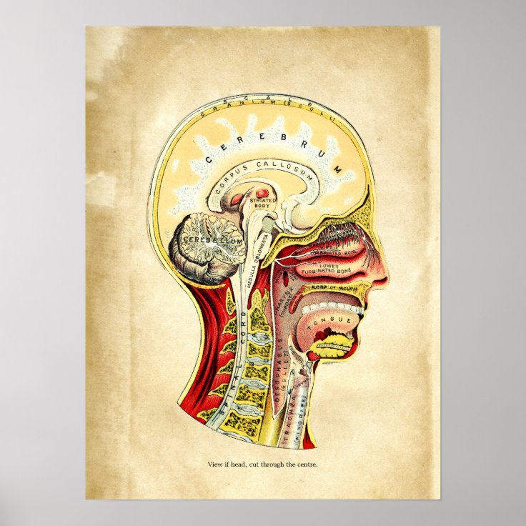 Anatomie Des Gehirns Poster Zazzle Ch