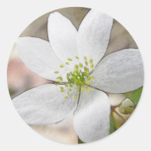 Anémone de rue - thalictroides de Thalictrum Adhésifs