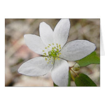 Anémone de rue - thalictroides de Thalictrum Carte De Vœux