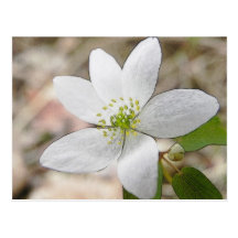Anémone de rue - thalictroides de Thalictrum Cartes Postales