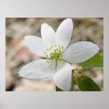 Anémone de rue - thalictroides de Thalictrum Posters