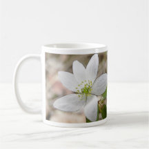 Anémone de rue - thalictroides de Thalictrum Tasse À Café
