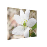 Anémone de rue - thalictroides de Thalictrum Toile Tendue