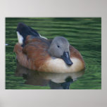 Animaux - gris et canard de Brown Poster