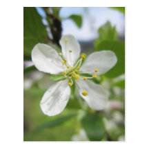 Apfelblüte Postkarte