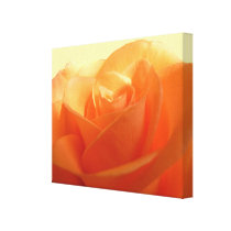 Aprikosen-Rose