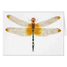 Aquarelle Checkered de libellule de Setwing Carte De Vœux