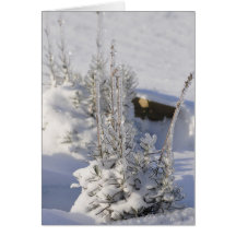 Arbre de sapin glacé avec la neige cartes de vœux