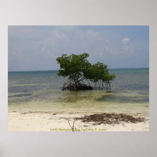 Arbre solitaire de palétuvier posters