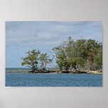 Arbres de palétuvier sur l'île poster