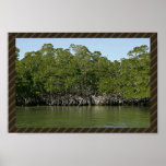 Arbres rouges de palétuvier au bord de l'eau posters