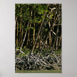 Arbres rouges de palétuvier posters