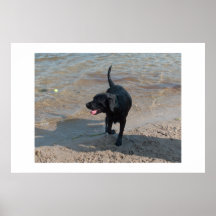 Ashley schwarzes Labrador Poster