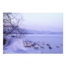 Asien, Japan, Hokkaido, Akan NP, Whopper-Schwäne Fotografie