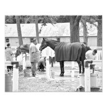 Asile de cheval impressions photographiques