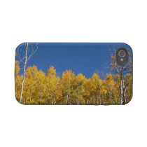 Aspen-Bäume, Colorado