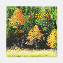 Aspen-Magnet--Aspen-Bäume, Fall-Farbe Magnete