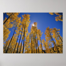 Aspen-Waldung im Herbst in der San- Juanstrecke