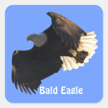 Aufkleber der Weißkopfseeadler-Flug-Sammlungs-II