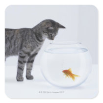 Aufpassender Goldfisch der neugierigen Katze im fi Stickers