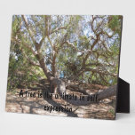Ausbreitender Baum nahe Santa Barbara auf Küste plaketten