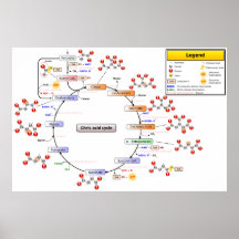 Ausführliches Diagramm des Zitronensäuren-Zyklus Plakatdruck