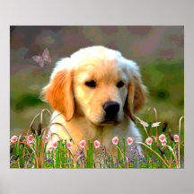 Austin le Labrador d'or Poster