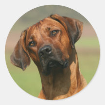 Autocollant de Rhodesian Ridgeback