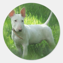 Autocollants de bull-terrier