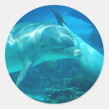 Autocollants espiègles de dauphins