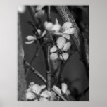 B&W floral - fleurs sensibles 2 Posters