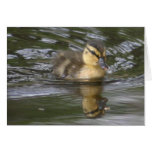 Baby-Stockente Grußkarte