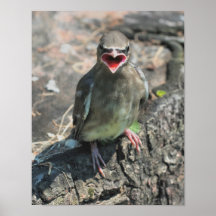Babywaxwing-Vogel-Tier-Plakat